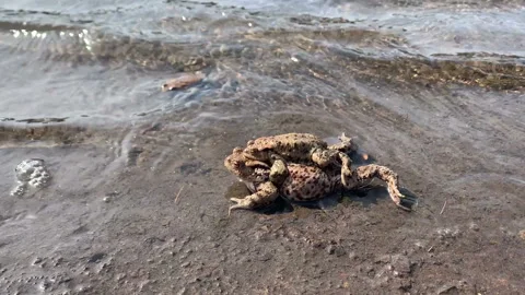 Pair of toads at a pond. Mating season in spring. Video stock 151955200