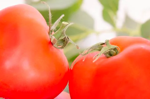 A pair of tomatoes Stock Photos