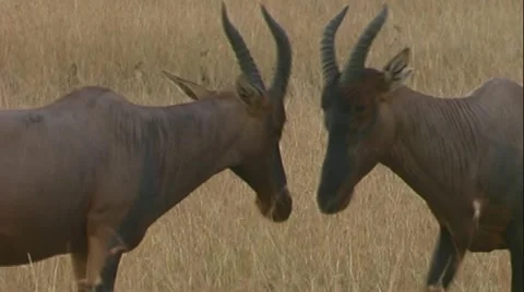 A pair of Topi about to go into battle Stock Footage 22222899