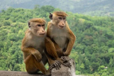 Pair Of Toque Macaques (Macaca Sinica) In Green Jungle. Cute Wild Monkeys Stock Photos