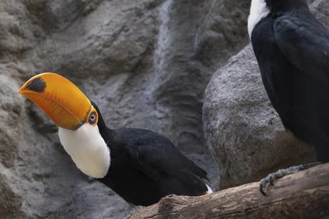 A pair of toucans on a perch in their aviary. Stock Photos