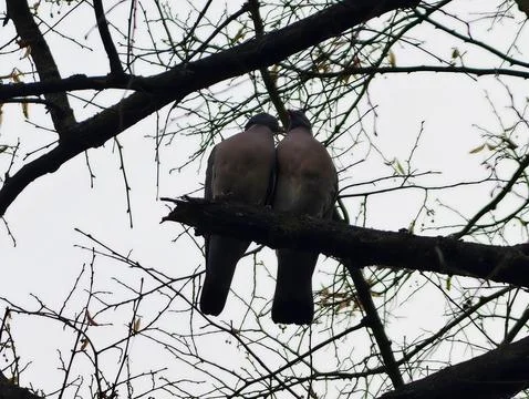 Pair of tranquil doves perched on branch. Couple of gentle birds resting cl.. Fotos Stock