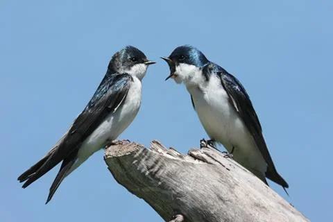Pair of tree swallows on a stump Stock Photos