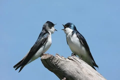 Pair of tree swallows on a stump Stock Photos