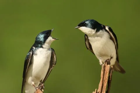 Pair of tree swallows on a stump Stock Photos