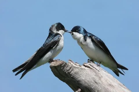 Pair of tree swallows on a stump Stock Photos