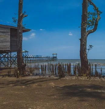 A pair of trees on the beach with spiky stems near the pier Stock Photos