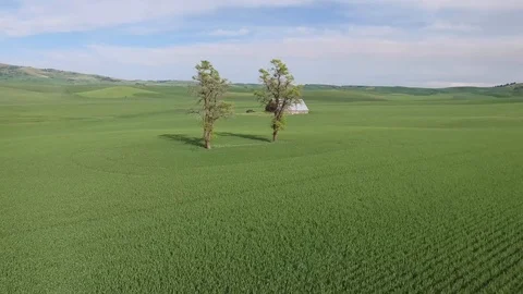 Pair of Trees with Red Barn and Owl Stock Footage 101625563