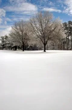 Pair Of Trees In Snowy Field Stock Photos