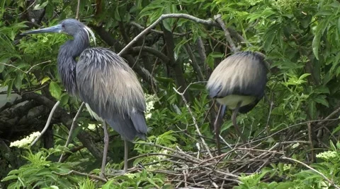 A pair of Tricolored Heron 動画素材 41735125