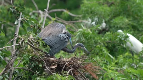Pair of tricolored herons mating in dense wetland with morning light Vídeo Stock 334664606