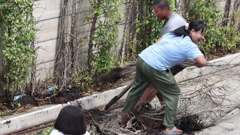 A pair tries to pull a old dry tree out of the ground Stock Footage 304525934