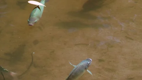 Pair of Tropical Fish Moving Through Clear Shallow Freshwater Vídeo Stock 342696045
