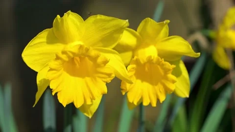 A pair of trumpet daffodils in spring time. Stock Footage 321462746