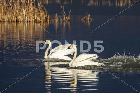 A pair of Trumpeter Swans (Cygnus buccinator), the largest waterfowl in North Am Stock Photos
