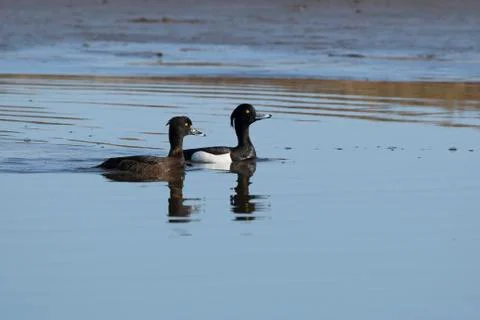 Pair of tufted duck that are floating on the river in the spring on a sunny m Stock-Fotos