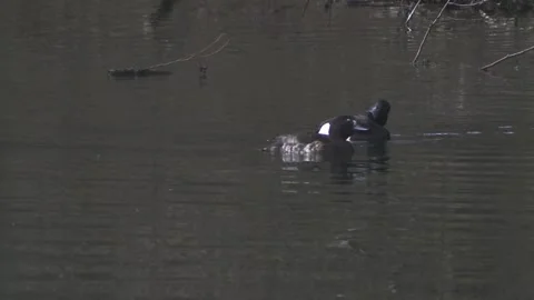 A pair of tufted ducks is diving into the water Stock Footage 261872222