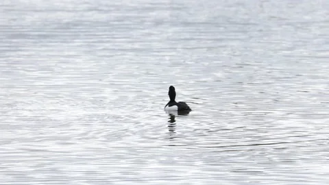 A pair of tufted ducks on a river Video stock 149909762