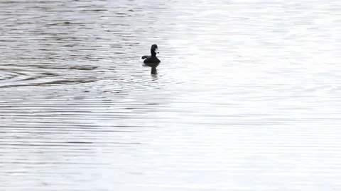 A pair of tufted ducks on a river Video stock 149909939