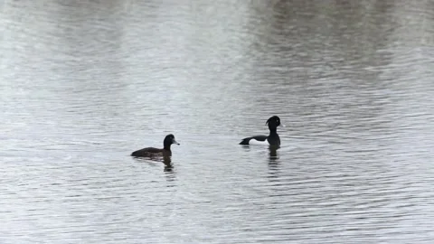 A pair of tufted ducks on a river Video stock 149910138