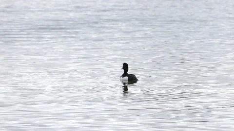 A pair of tufted ducks on a river Stock Footage 149910305