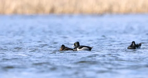 Pair of tufted ducks swimming on a lake 스톡 동영상 339263178