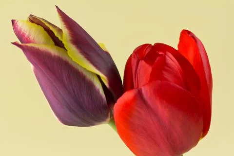 Pair of tulips Stock Photos