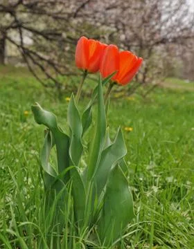 A pair of tulips. Stock Photos