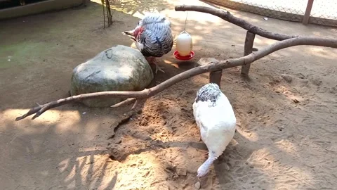 A pair of turkey cocks Stock Footage 246866322