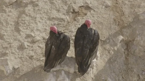 Pair of turkey vultures Stock Footage 116586623