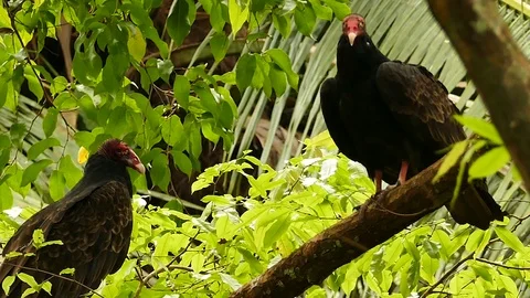 Pair of turkey vultures perched together in wild natural setup Video stock 123570954