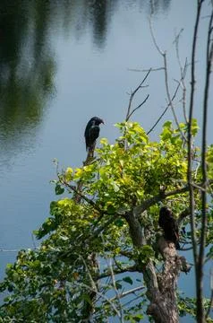 Pair of Turkey Vultures Perched in Tree Above Water Foto stock