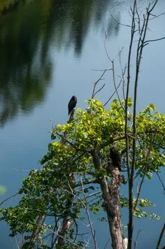 Pair of Turkey Vultures Perched in Tree Above Water Stock-Fotos