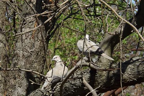 A pair of turledoves on a tree branch. Stock-Fotos