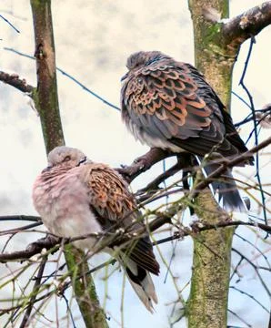 A pair of turtle doves resting Stock Photos