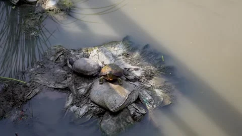 A pair of turtles enjoying the warmth on a log. Stock Footage 265872965