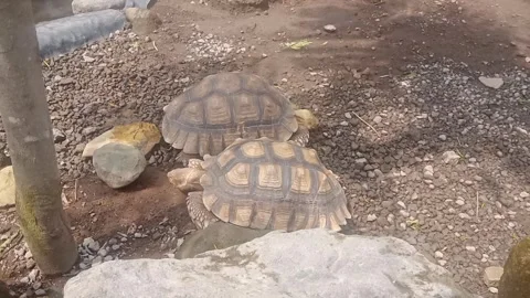 Pair of turtles in natural habitat Stock Footage 296529472