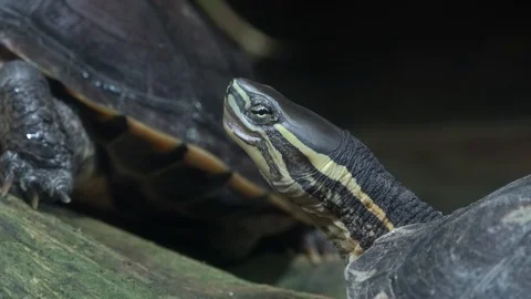 Pair of turtles sitting on tree trunk  Stock Footage 99842234