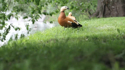 Pair of two brown ducks next to the water pond Stockbeeldmateriaal 24603923