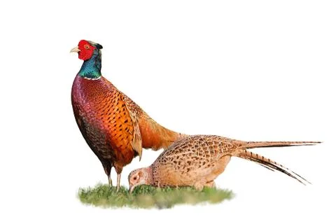 Pair of two common pheasants isolated on white background Stock Photos