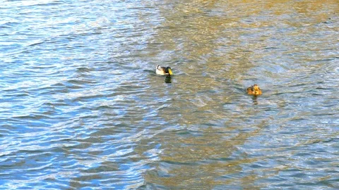 Pair of Two Mallard Ducks, Swimming Wild Life Pond Slow Motion Video stock 85496608