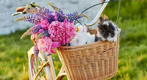 Pair of two rabbits sitting in backet Stock Photos