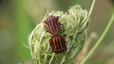 Pair of two red and black bugs (Cimice) 4K- Italian nature Video stock 114563638