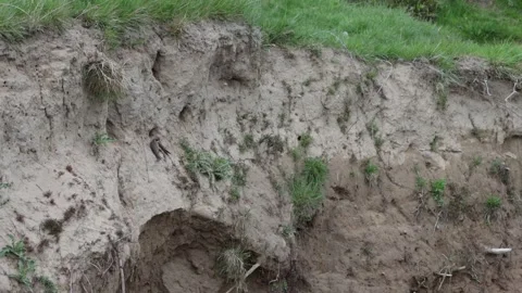 Pair of two sand martin birds perching by nest hole Stock Footage 335540174