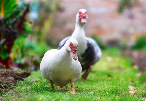 Pair of two walking duck on the grass. Side view of white duck. Foto stock