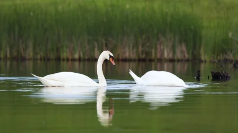 Pair of two white mute swans eat on a lake Video stock 246996551