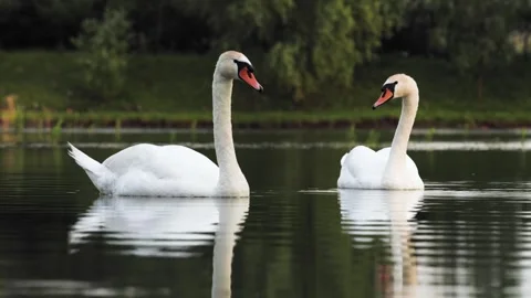 Pair of two white mute swans float on placid lake while drink water 動画素材 247272206