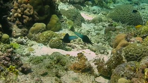 Pair of twotone dartfish (Ptereleotris evides )  over corals of Bali island Stock-Footage 80452209