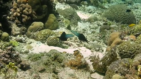 Pair of twotone dartfish, ptereleotris evides  swimming  above sand Stock Footage 80664842