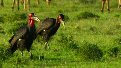 A pair of unique birds Stock Footage 201927347